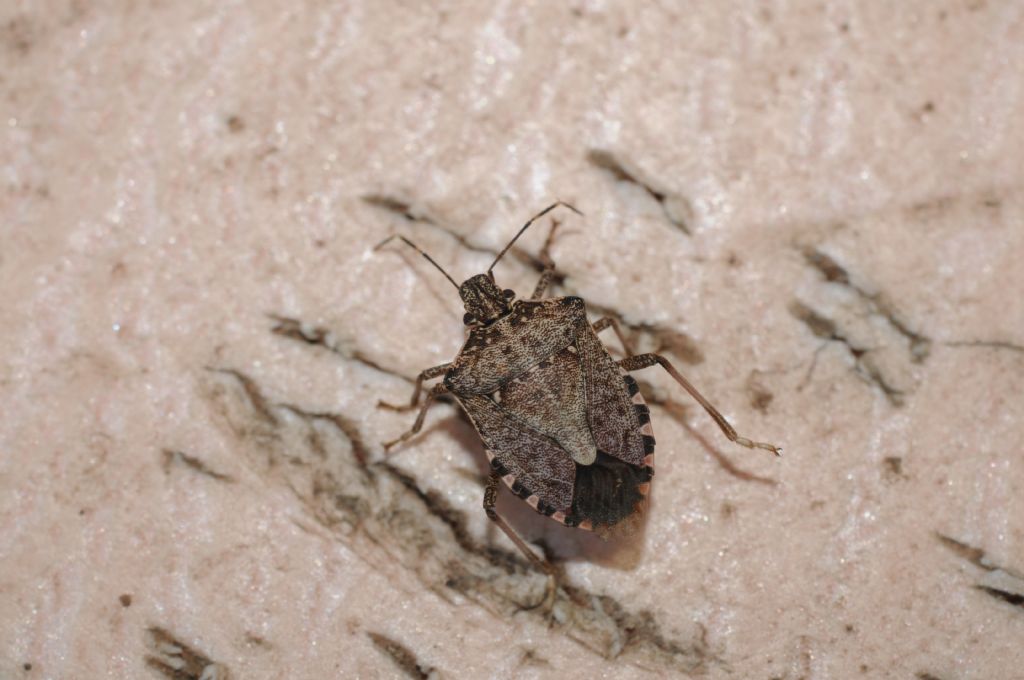 Segnalazione per Halyomorpha halys